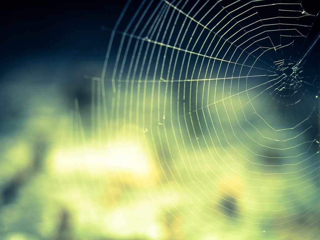 cobweb, web, nature-959578.jpg